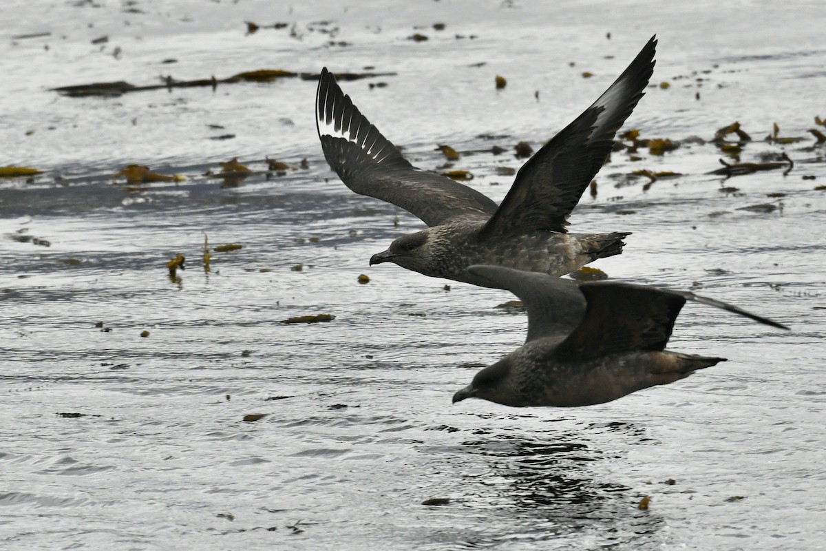 Şili Korsanmartısı - ML644807336