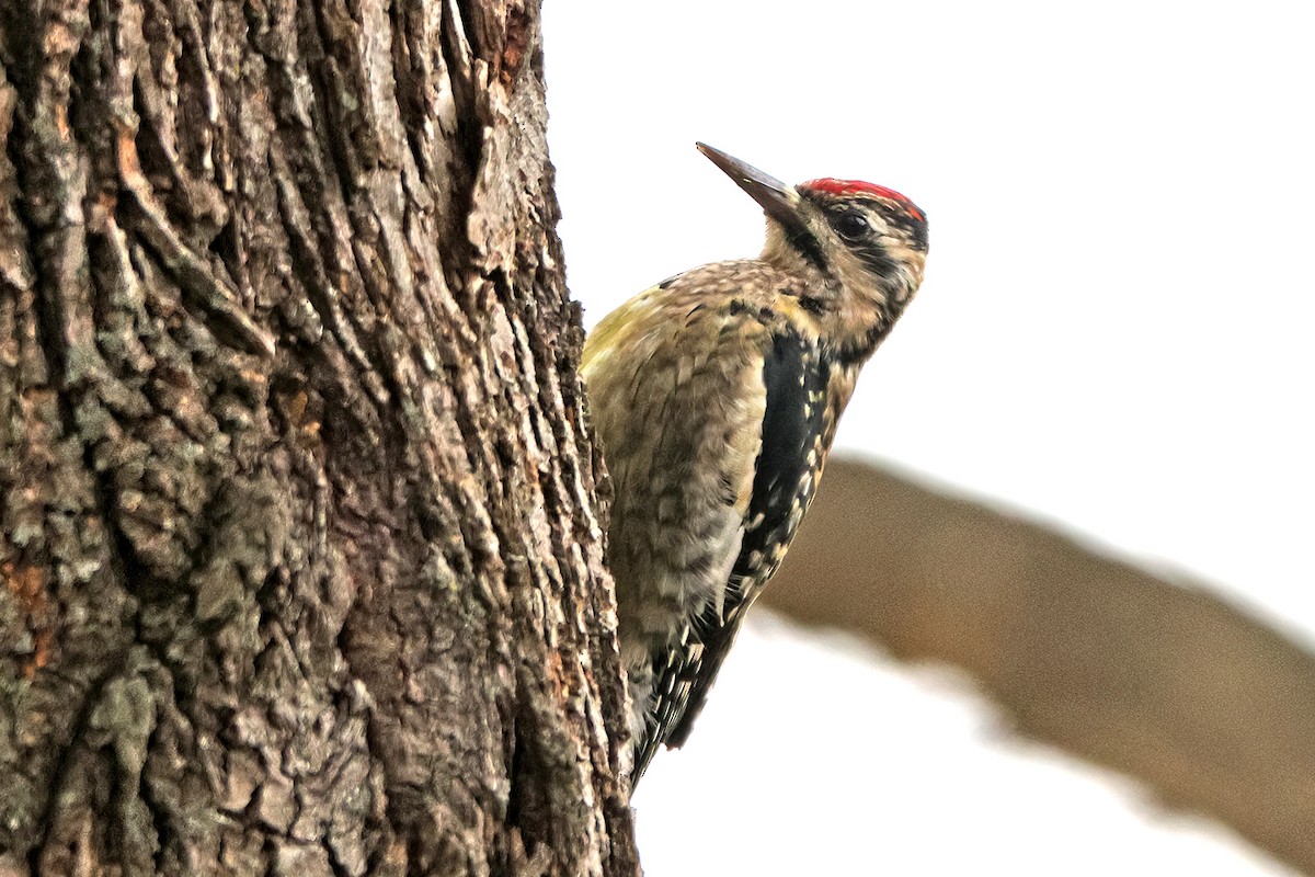 Gelbbauch-Saftlecker - ML644807338