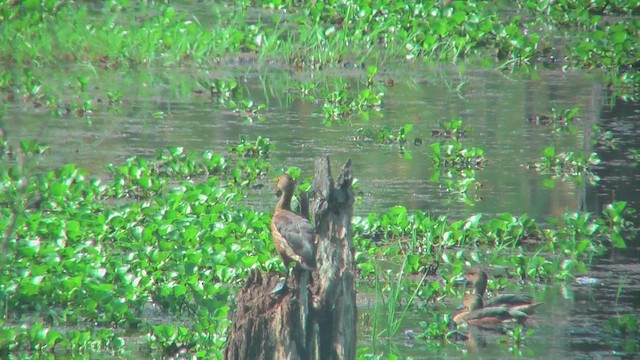 Lesser Whistling-Duck - ML644807344