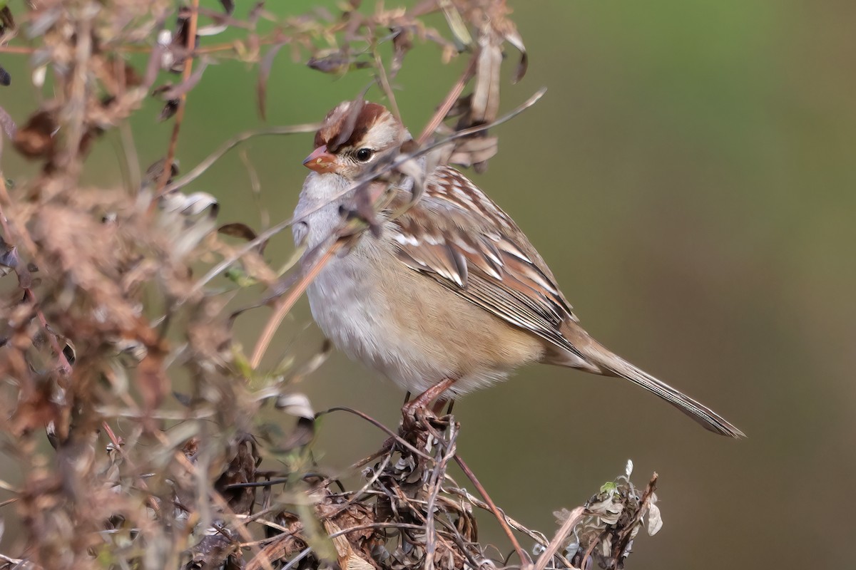 White-crowned Sparrow - ML644807347