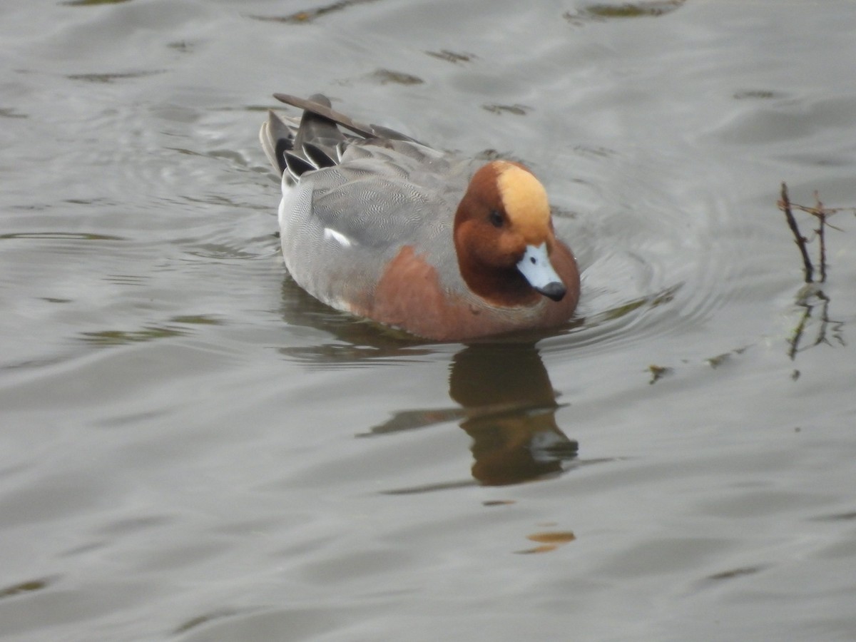 hvízdák eurasijský - ML644807356