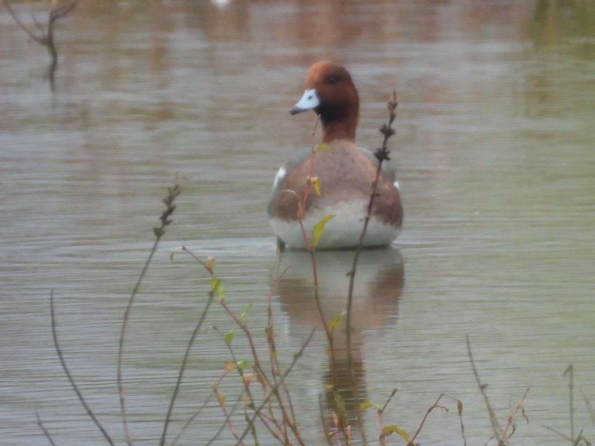 hvízdák eurasijský - ML644807357