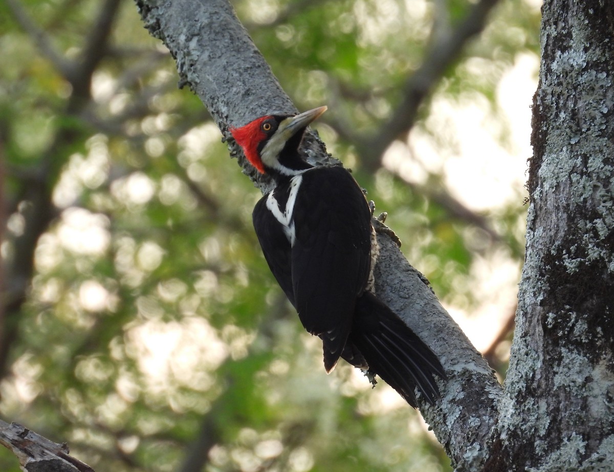 Crimson-crested Woodpecker - ML644807364