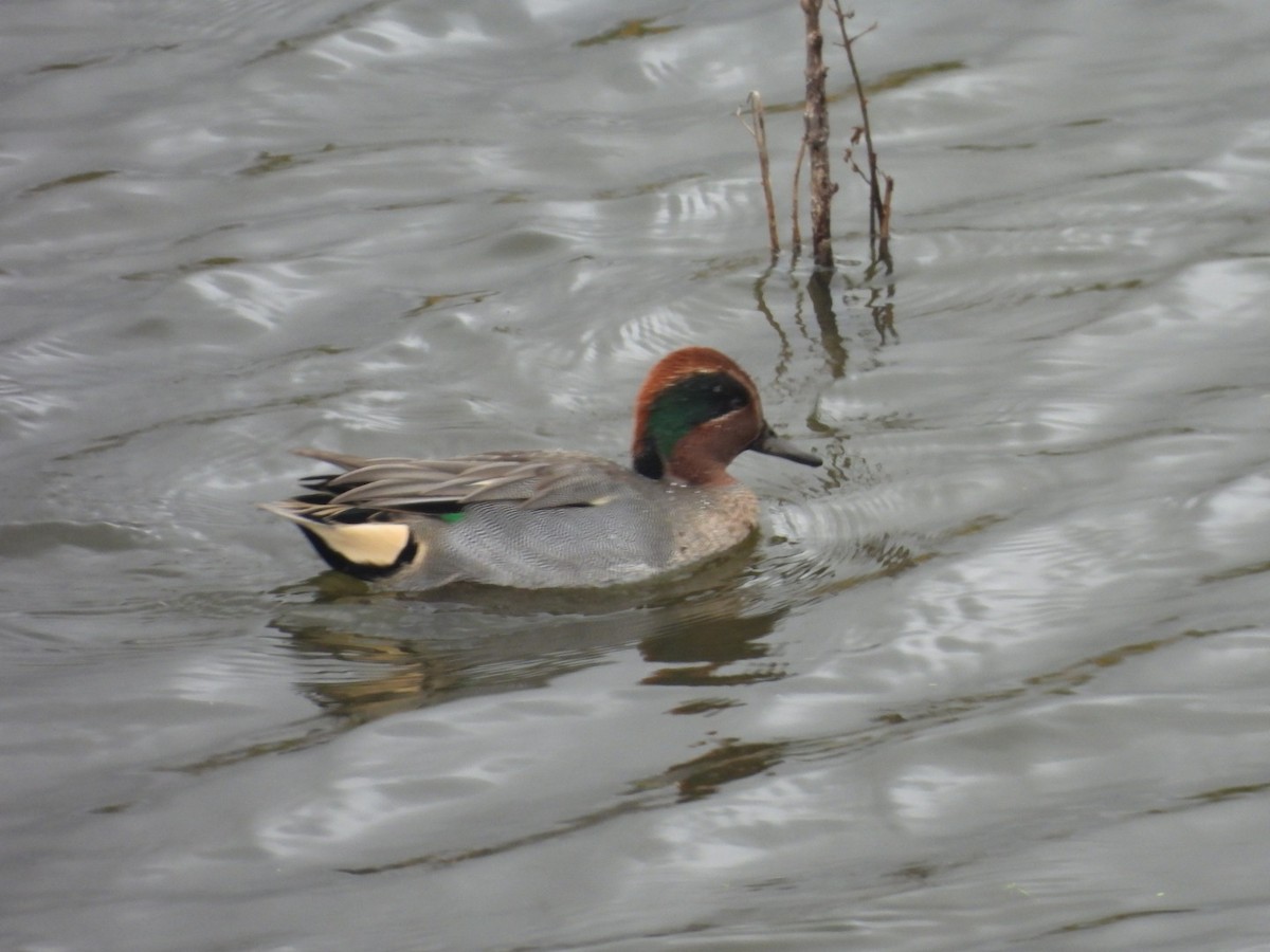 čírka obecná - ML644807365