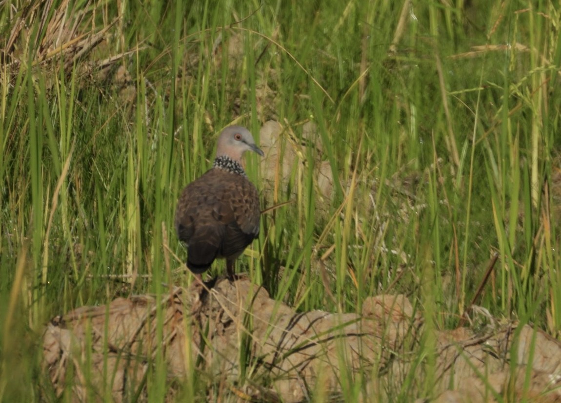 Spotted Dove - ML644807366