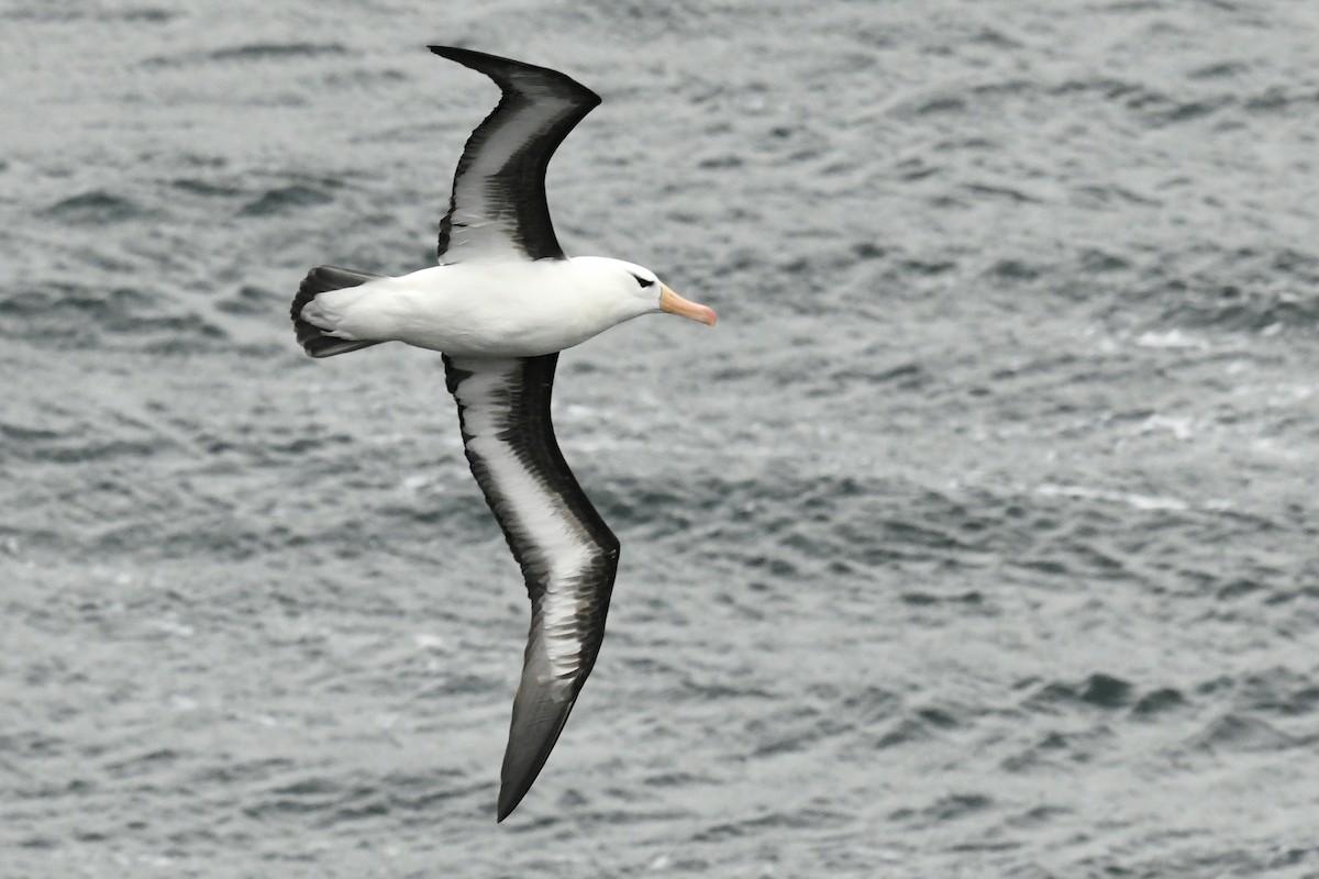 Kara Kaşlı Albatros - ML644807372