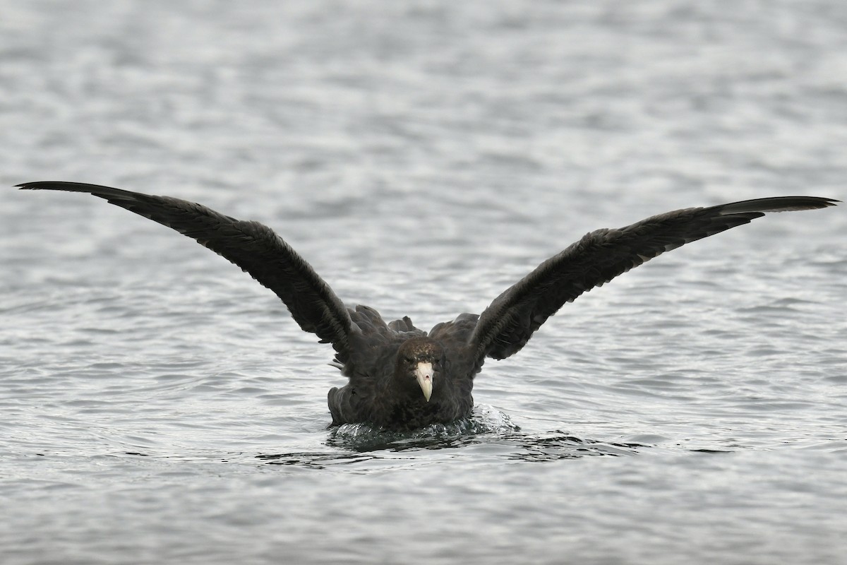 Southern Giant-Petrel - ML644807374