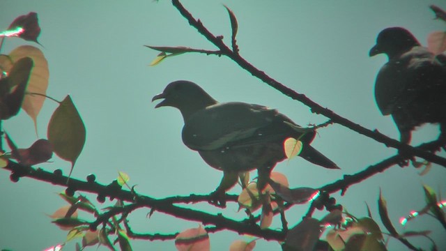 Оранжевогрудый зелёный голубь - ML644807378