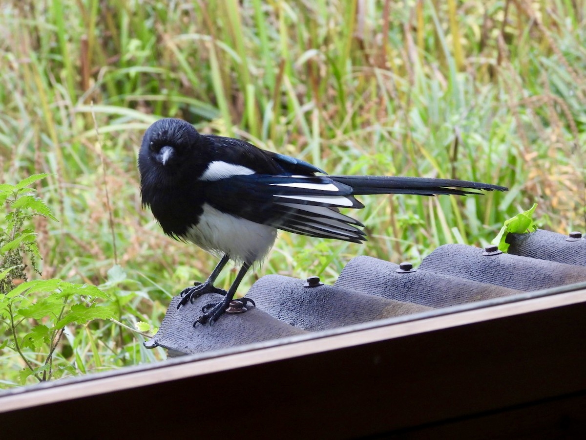 straka obecná - ML644807381