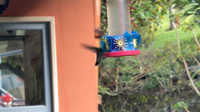 Yanardöner Zümrüt - ML644807386