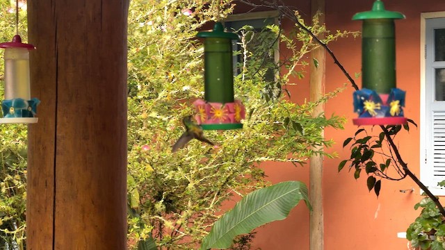 Versicolored Emerald - ML644807387