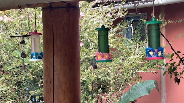 Versicolored Emerald - ML644807388