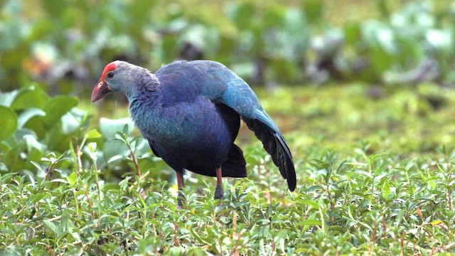 Gri Başlı Sazhorozu - ML644807389