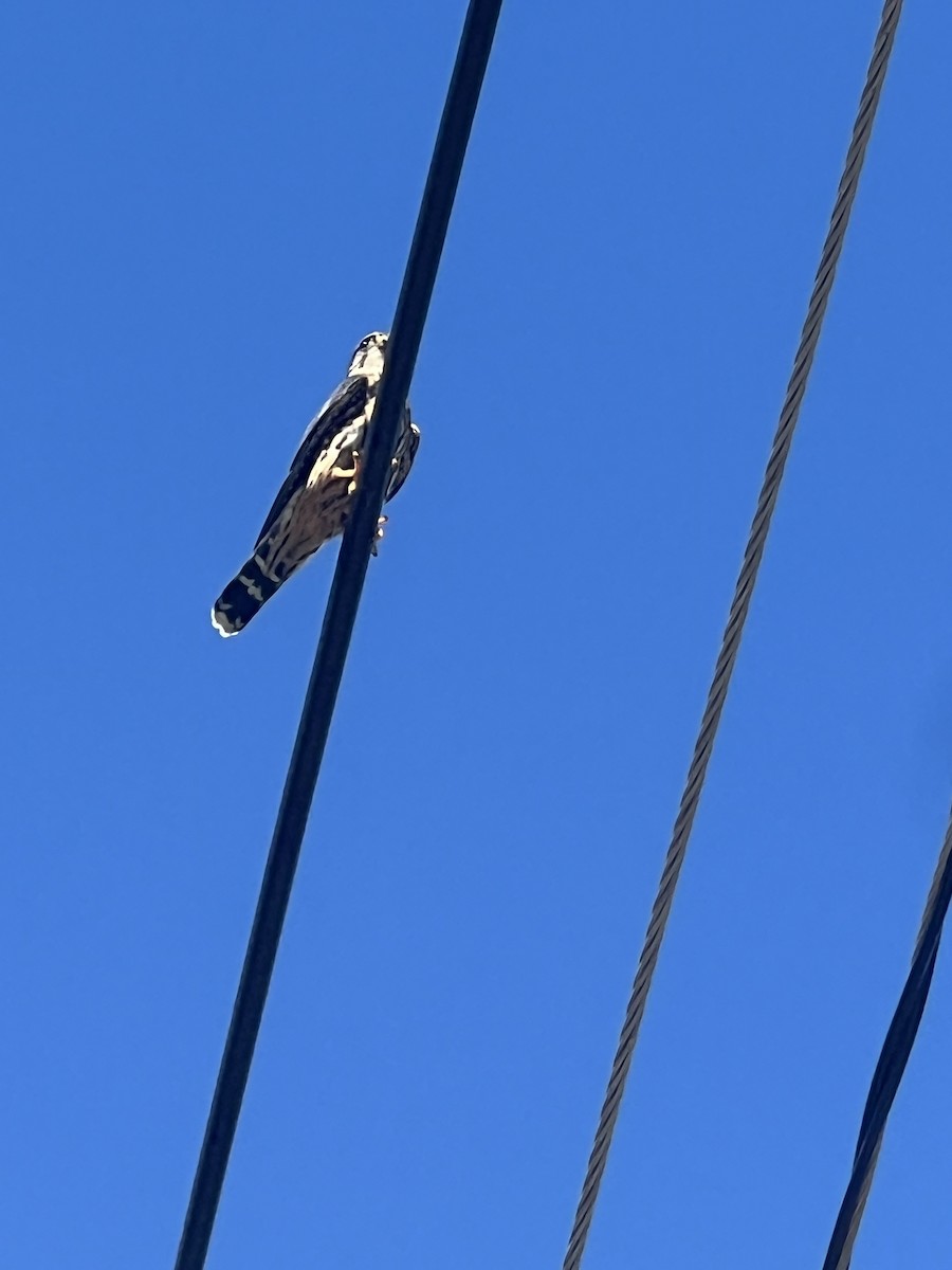 Merlin - ML644807397