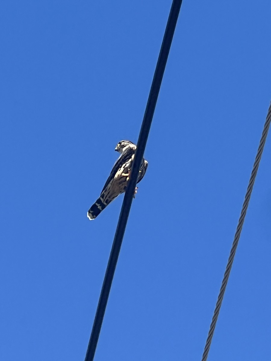 Merlin - ML644807398