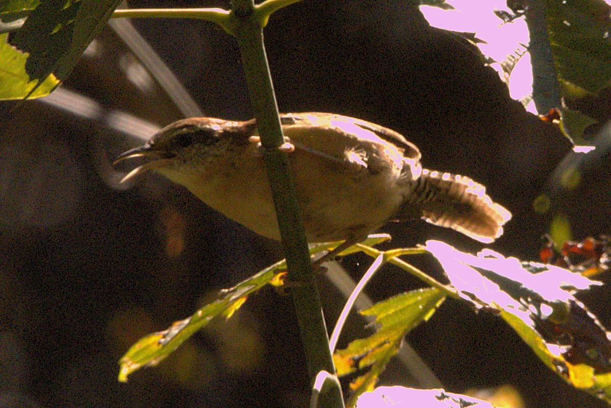 Carolina Wren - ML644807402
