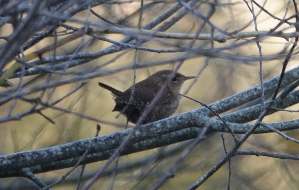 Winter Wren - ML644807404