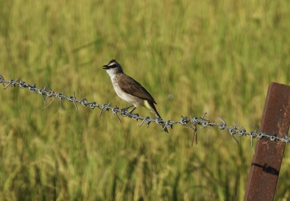 Yellow-vented Bulbul - ML644807406