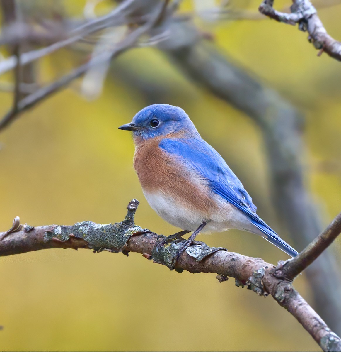 Eastern Bluebird - ML644807418