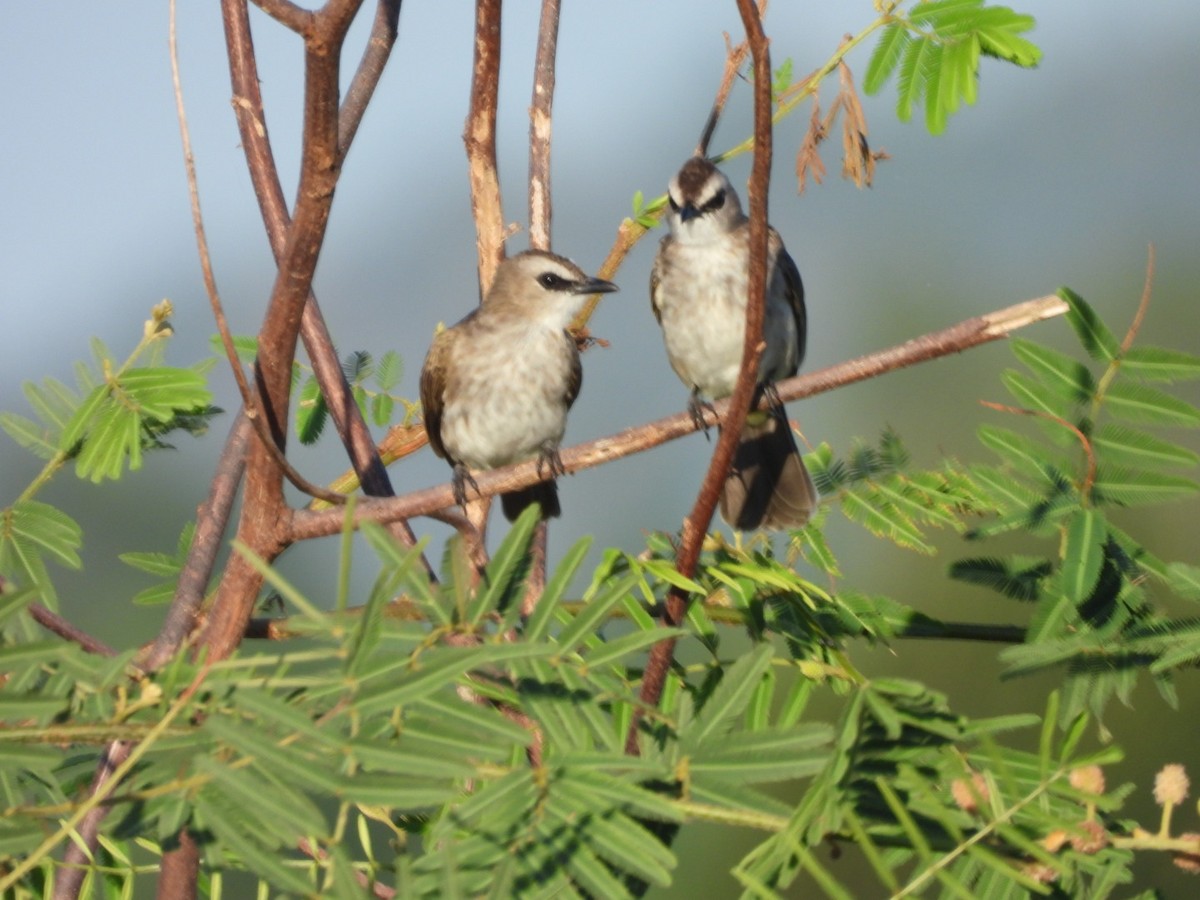 Yellow-vented Bulbul - ML644807428