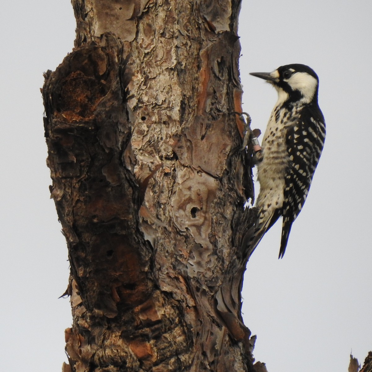 Ak Yanaklı Ağaçkakan - ML644807449