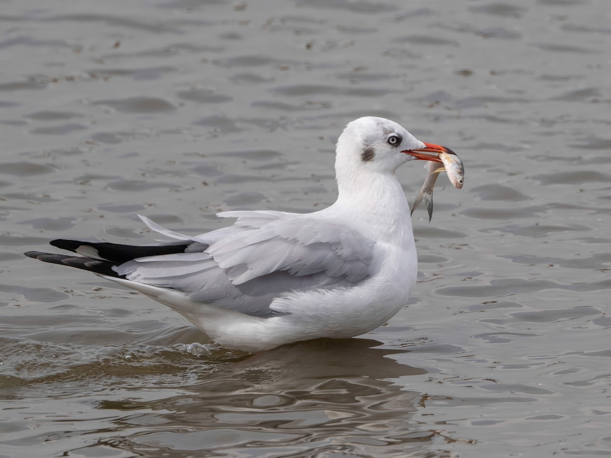 racek hnědohlavý - ML644807451