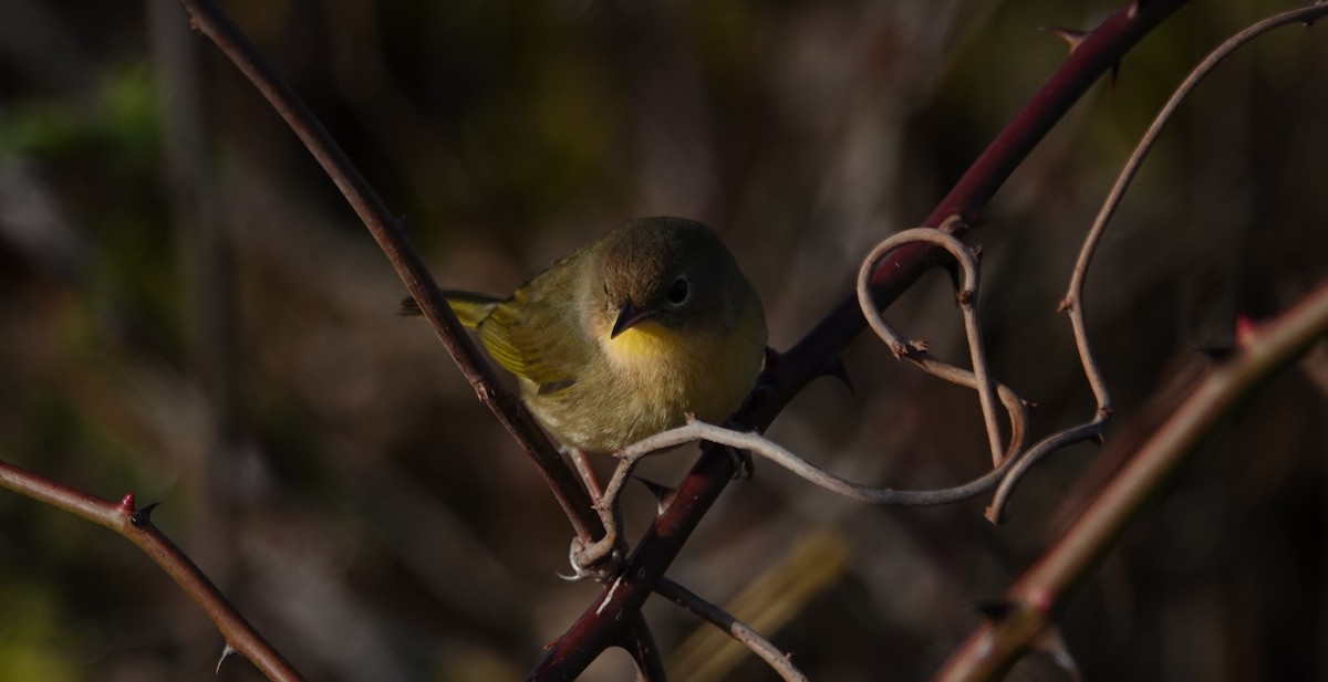Common Yellowthroat - ML644807452