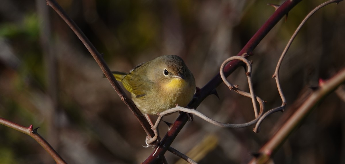 Common Yellowthroat - ML644807453