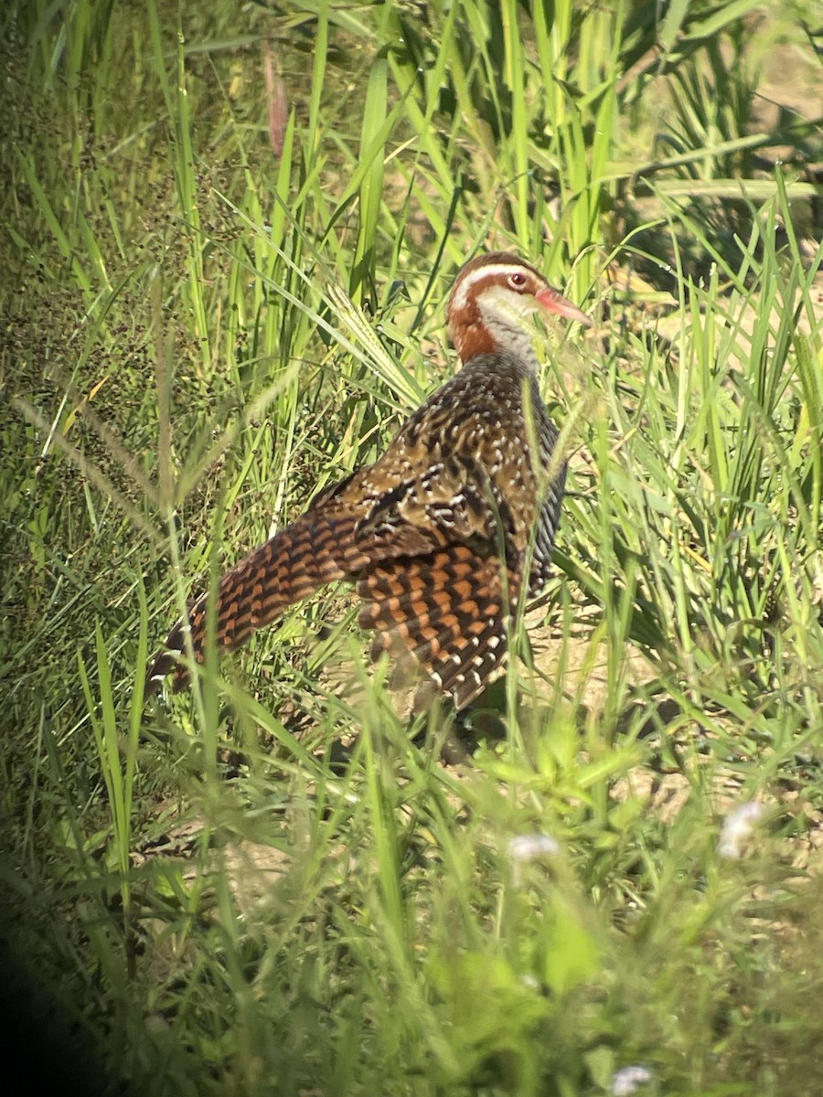 Buff-banded Rail - ML644807455