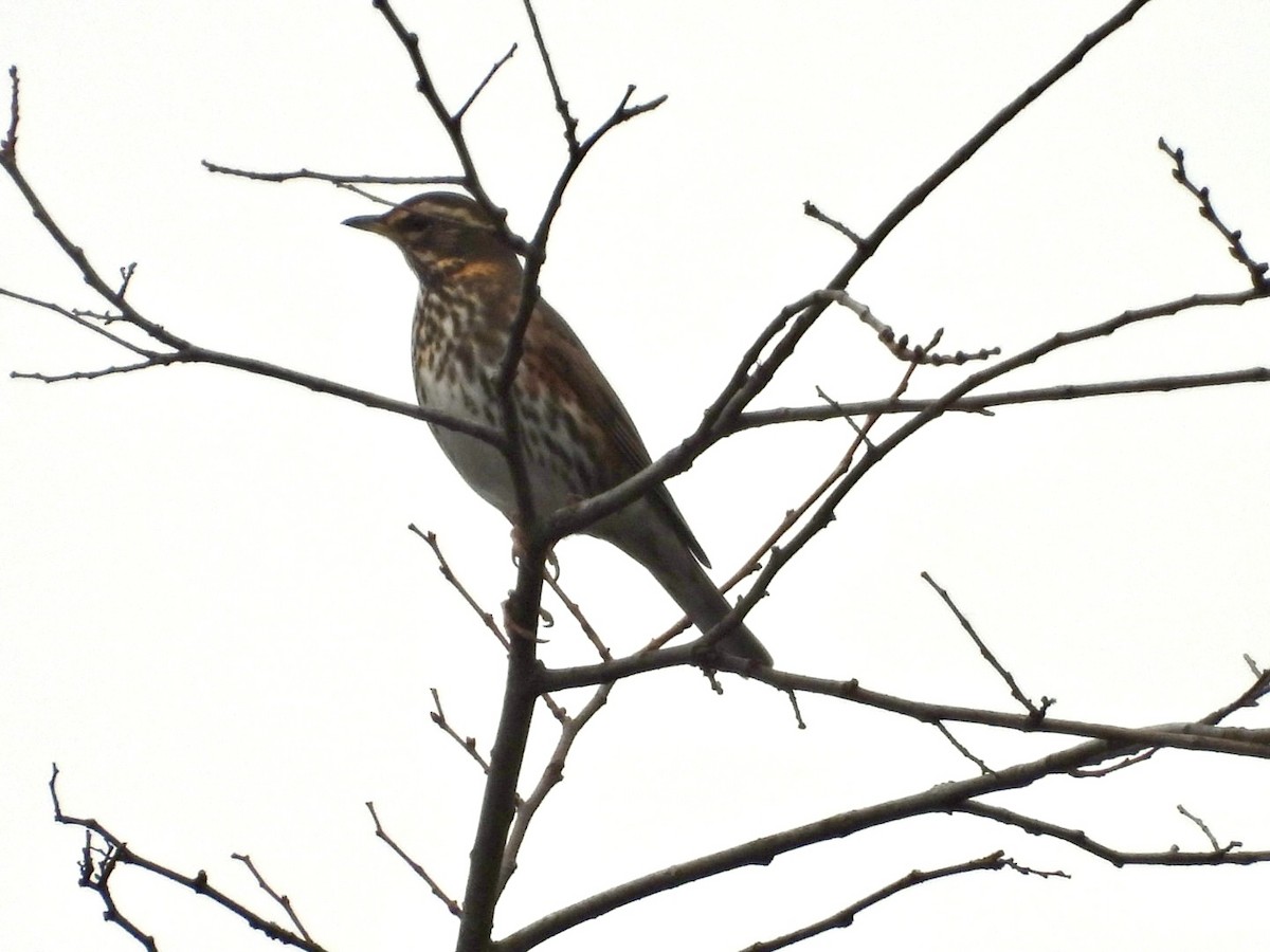 drozd cvrčala - ML644807466