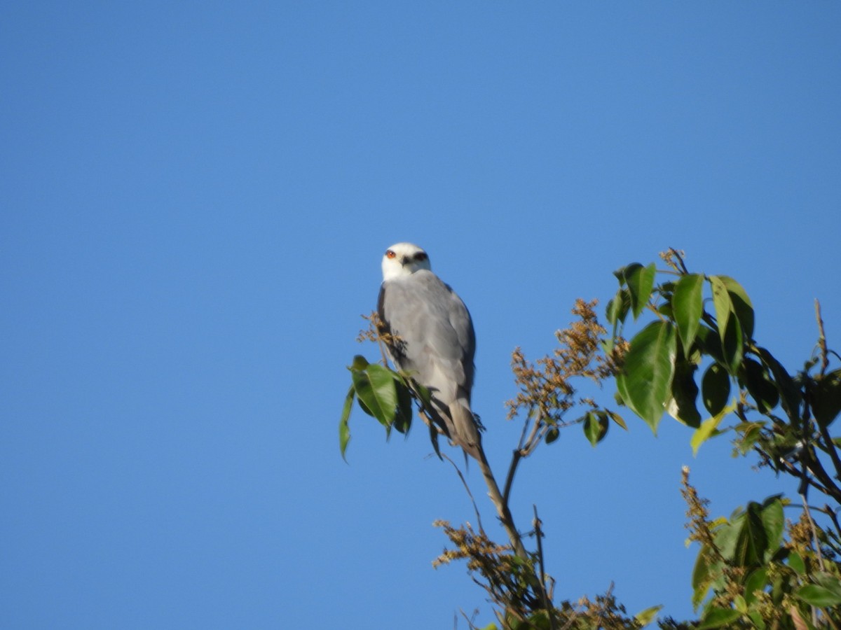 Nibbio bianco - ML644807468