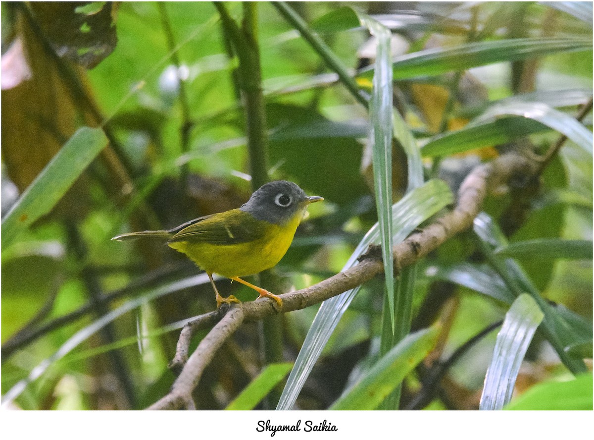 Gray-cheeked Warbler - ML644807471