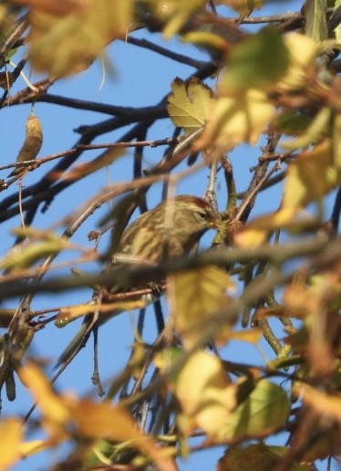 čečetka zimní - ML644807472