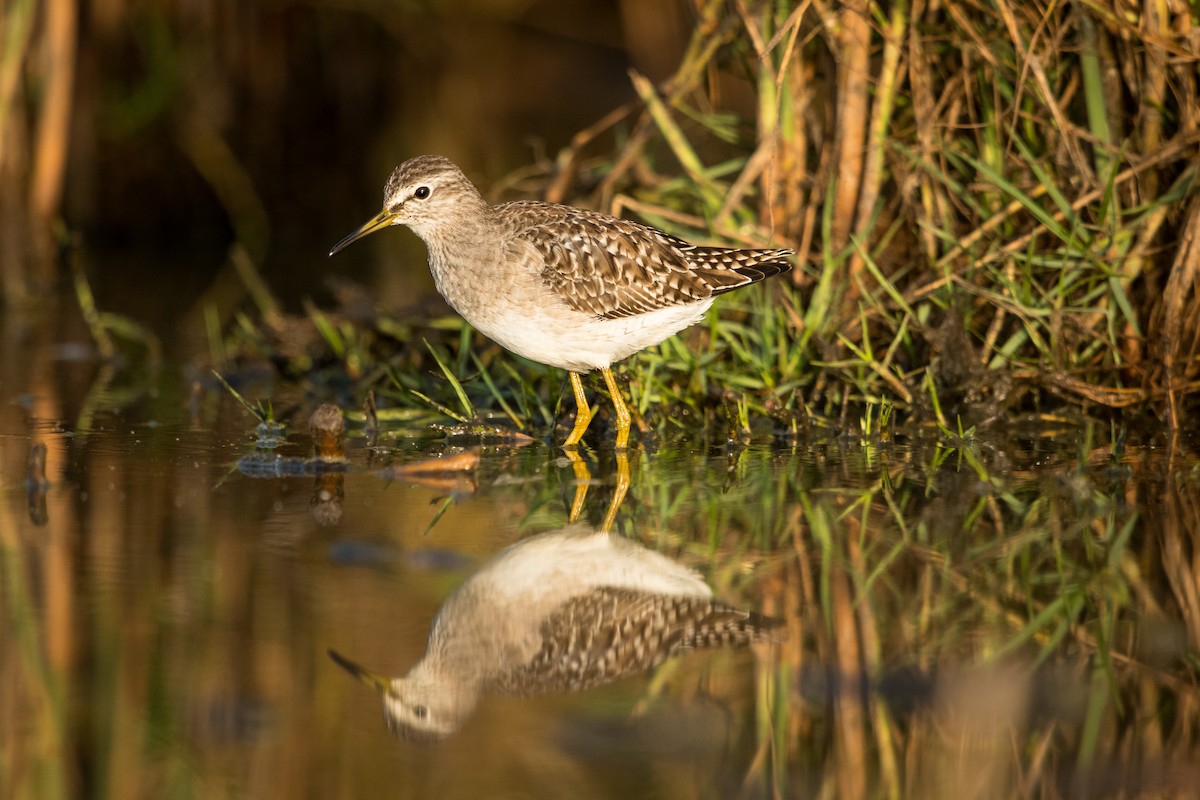 vodouš bahenní - ML644807473