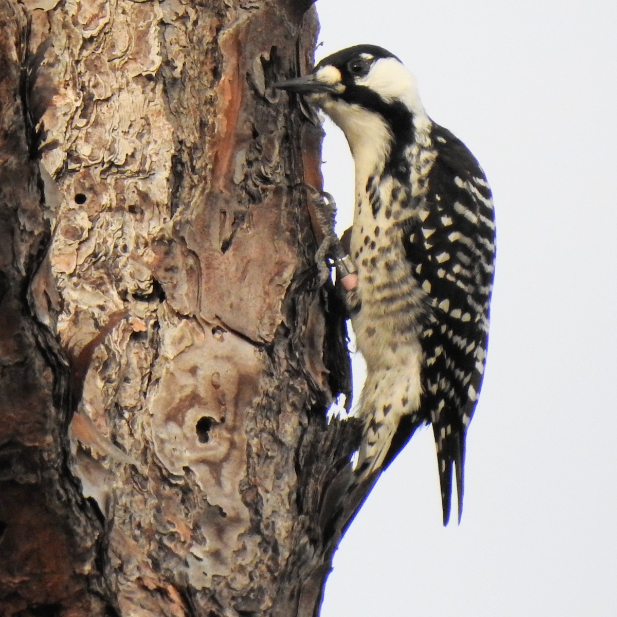 Ak Yanaklı Ağaçkakan - ML644807478