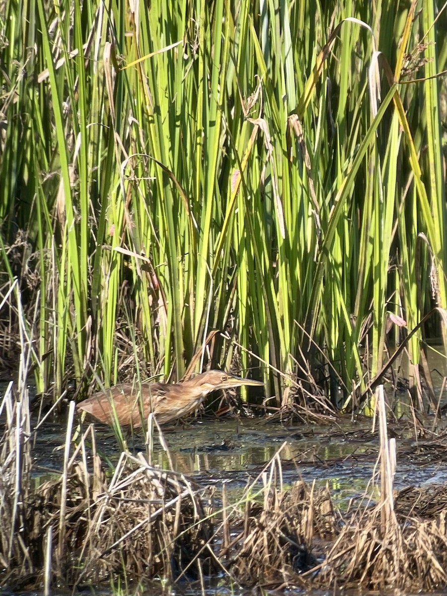 Cinnamon Bittern - ML644807479