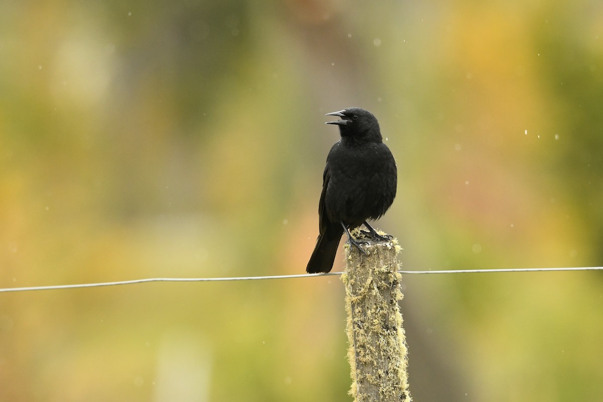 Austral Blackbird - ML644807482