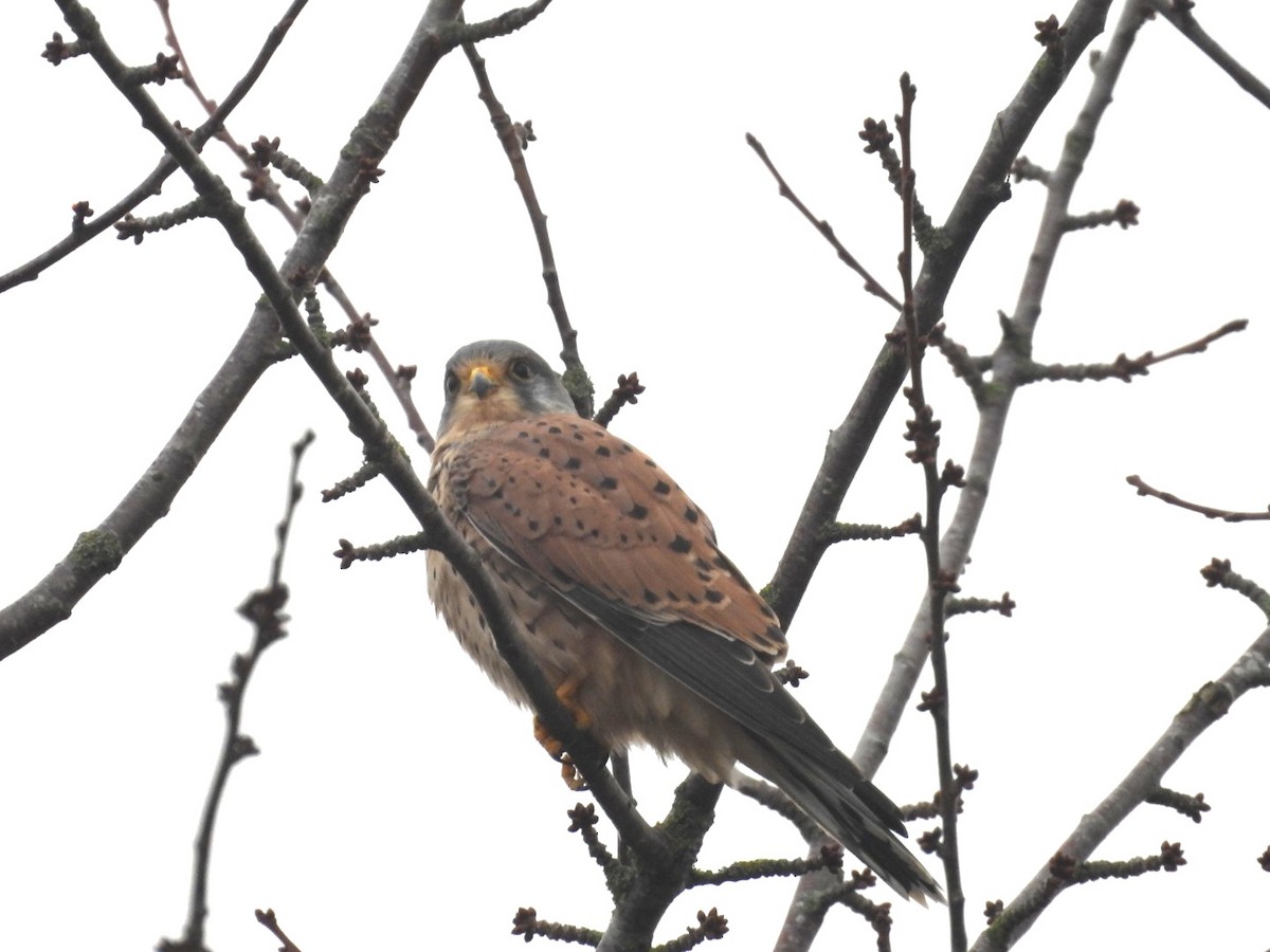 poštolka obecná - ML644807491