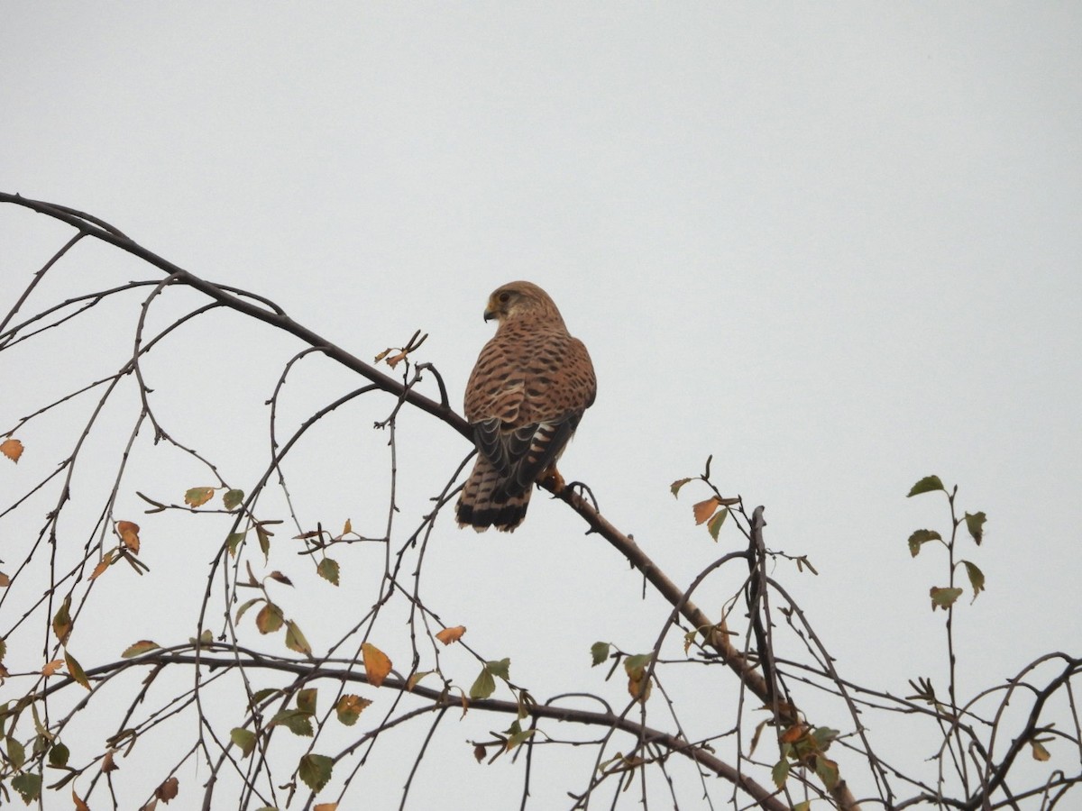 poštolka obecná - ML644807492