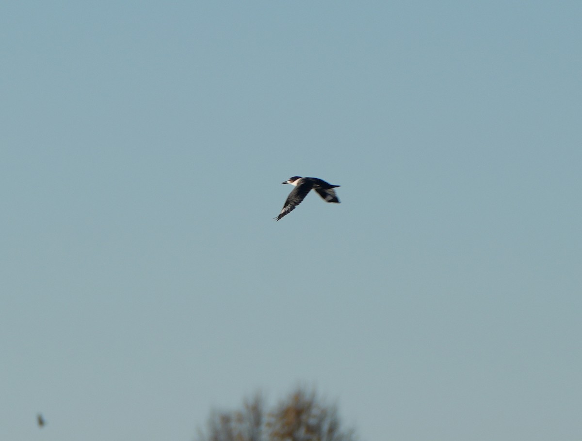 Belted Kingfisher - ML644807497