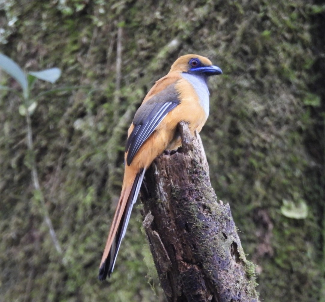 trogon šedoprsý - ML644807504