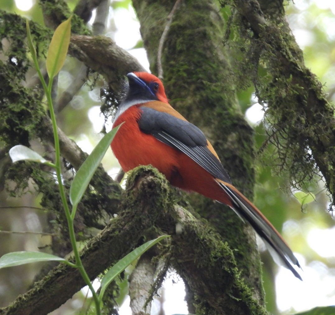 trogon šedoprsý - ML644807505