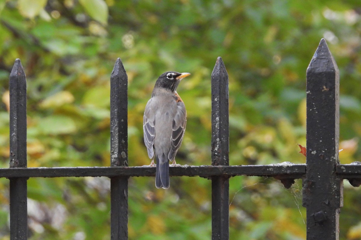 drozd stěhovavý - ML644807507