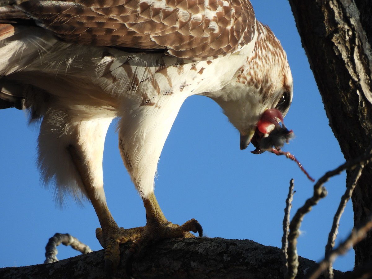 Red-tailed Hawk - ML644807517