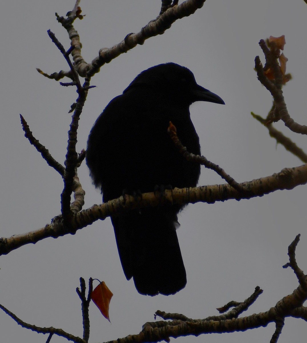 American Crow - ML644807519