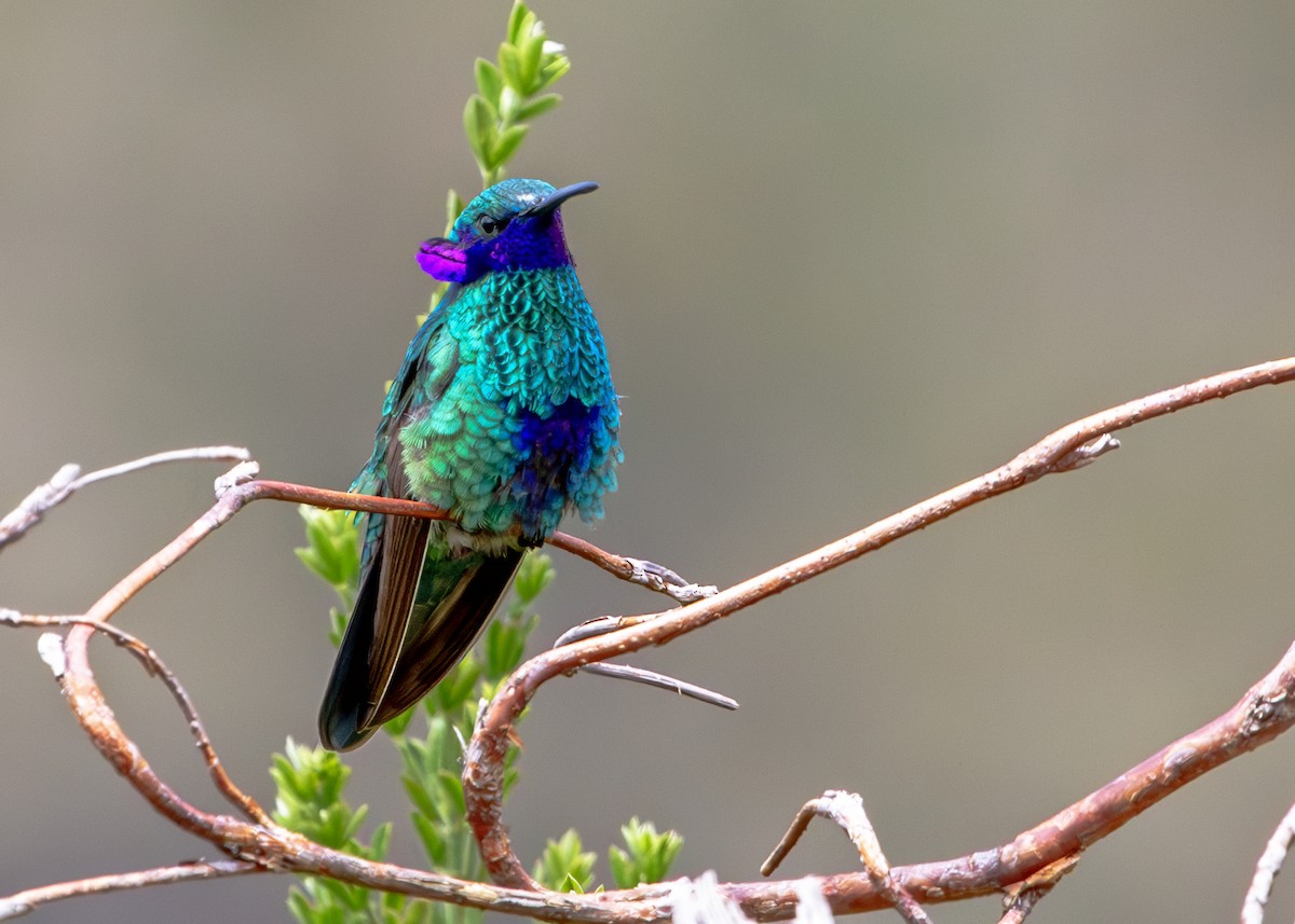 Колібрі синьочеревий - ML644807530