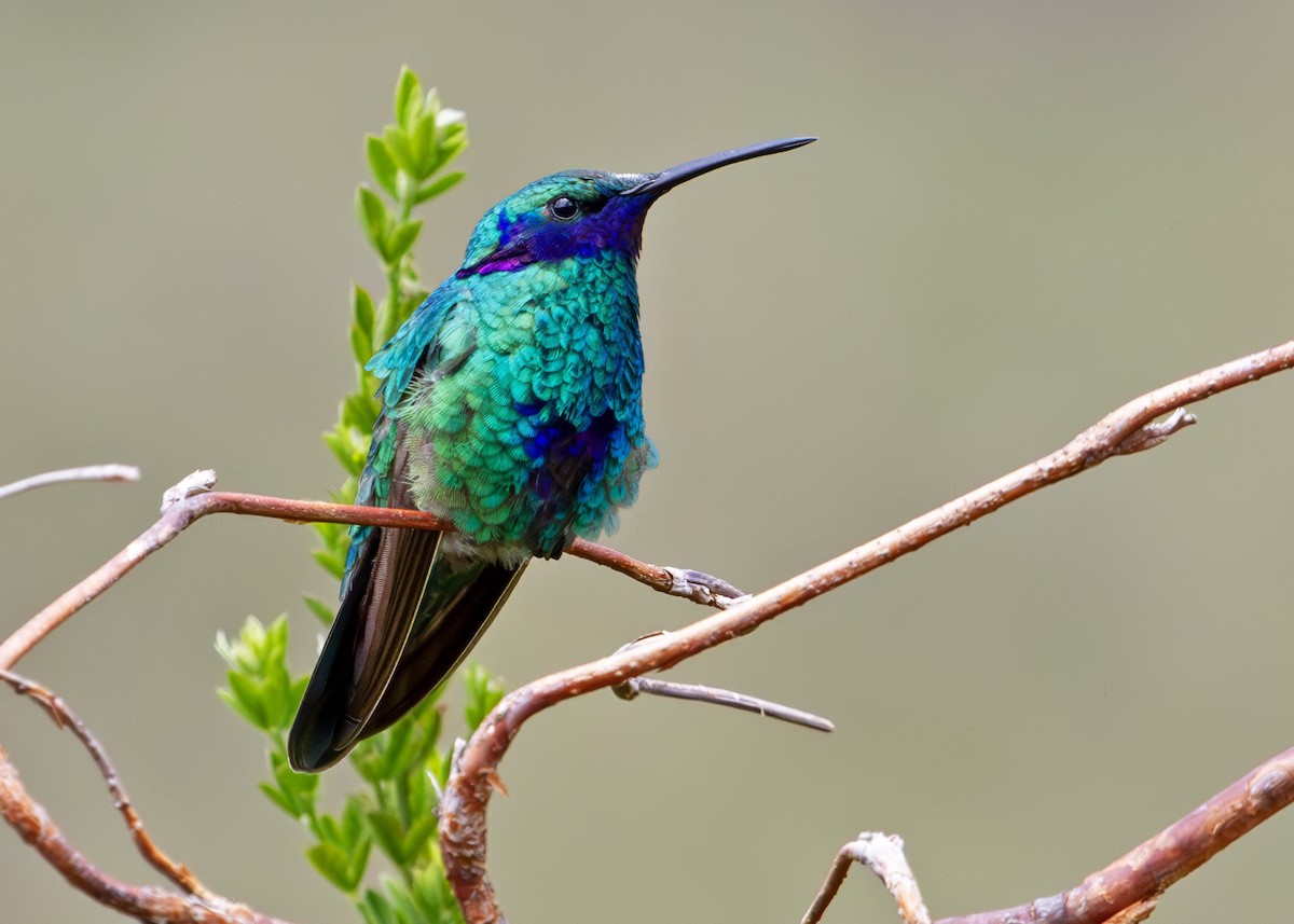 Колібрі синьочеревий - ML644807531