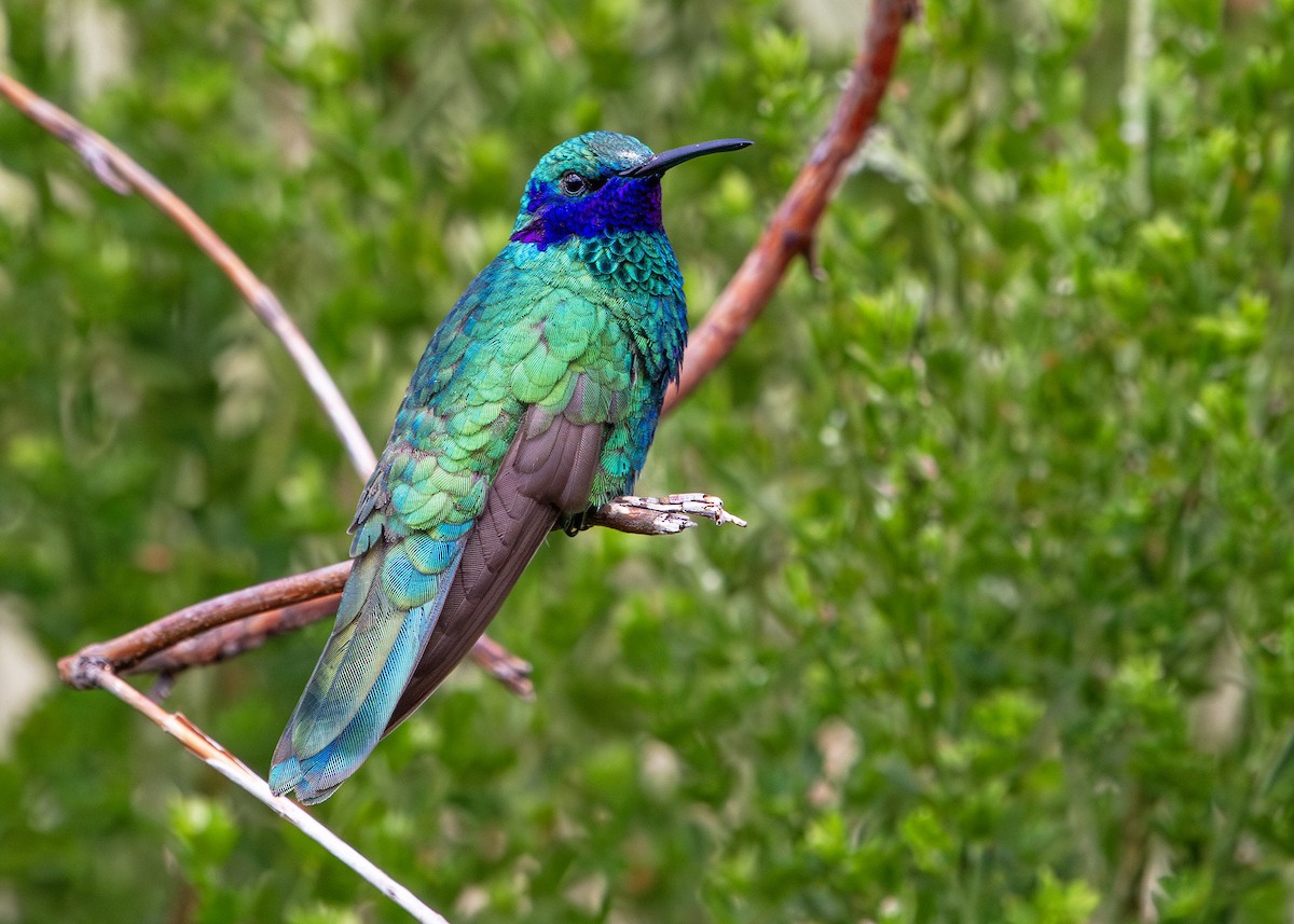 Колібрі синьочеревий - ML644807532