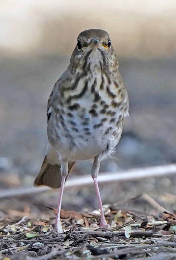 Einsiedler-Musendrossel - ML644807533