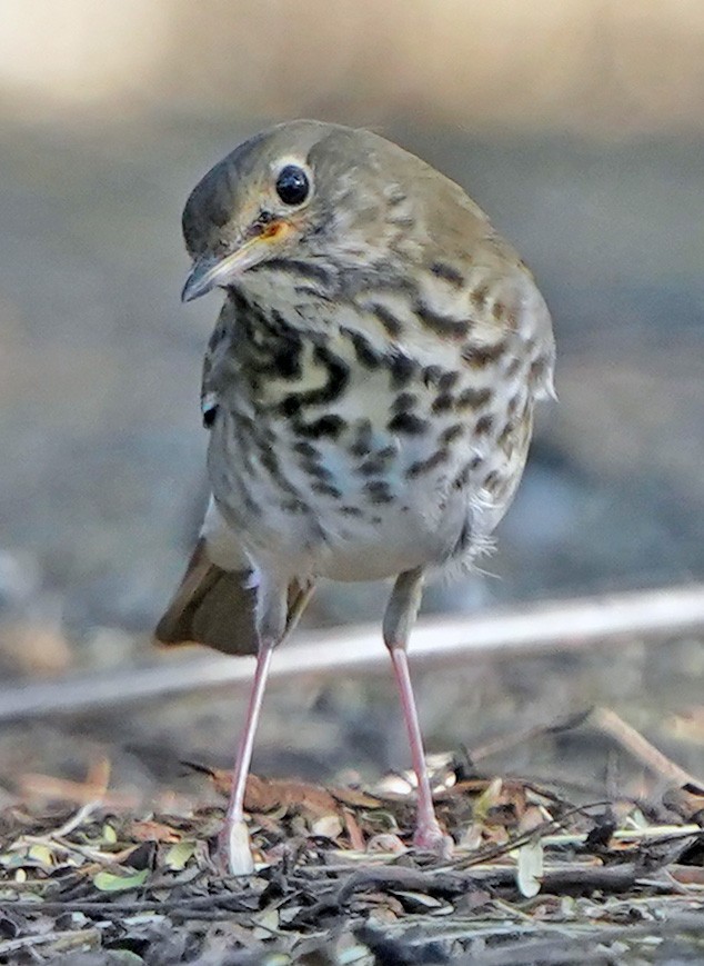 Einsiedler-Musendrossel - ML644807534